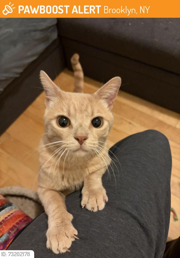 Found/Stray Unknown Cat last seen Between Herkimer & Atlantic, Brooklyn, NY 11216