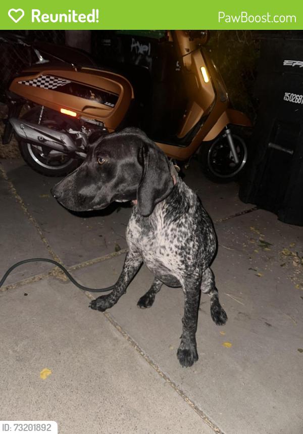 Reunited Female Dog last seen Grand Avenue, Lake Elsinore, CA 92530