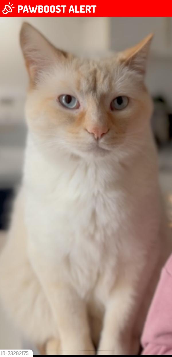 Lost Male Cat last seen Orell st. Near esso Jemart off falconbridge hwy in Garson, Greater Sudbury, ON 
