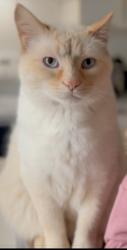 Lost Male Cat last seen Orell st. Near esso Jemart off falconbridge hwy in Garson, Greater Sudbury, ON 