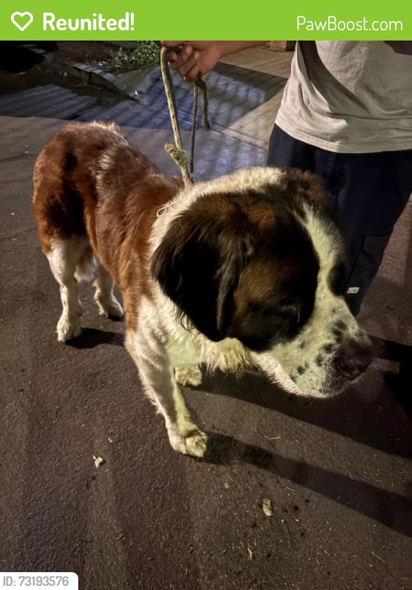 Reunited Male Dog last seen Main and Jefferson, Los Angeles, CA 90011