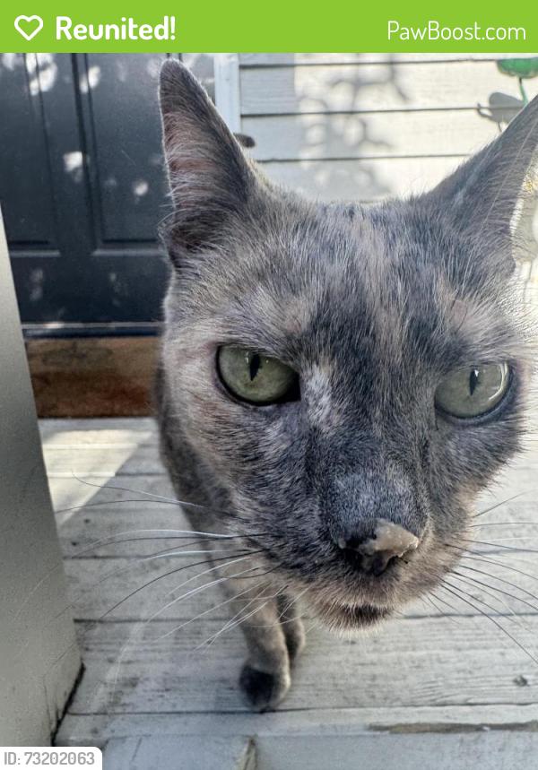Reunited Female Cat last seen Matthews Beach, Seattle, WA 98125