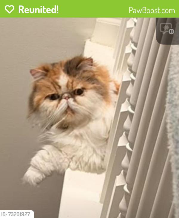 Reunited Female Cat last seen Near Susan Dr, Farmington Hills, MI 48336, USA, Farmington Hills, MI 48336