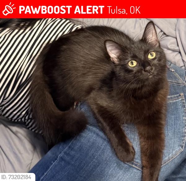 Lost Female Cat last seen 21st & Garnett, Tulsa, OK 74129
