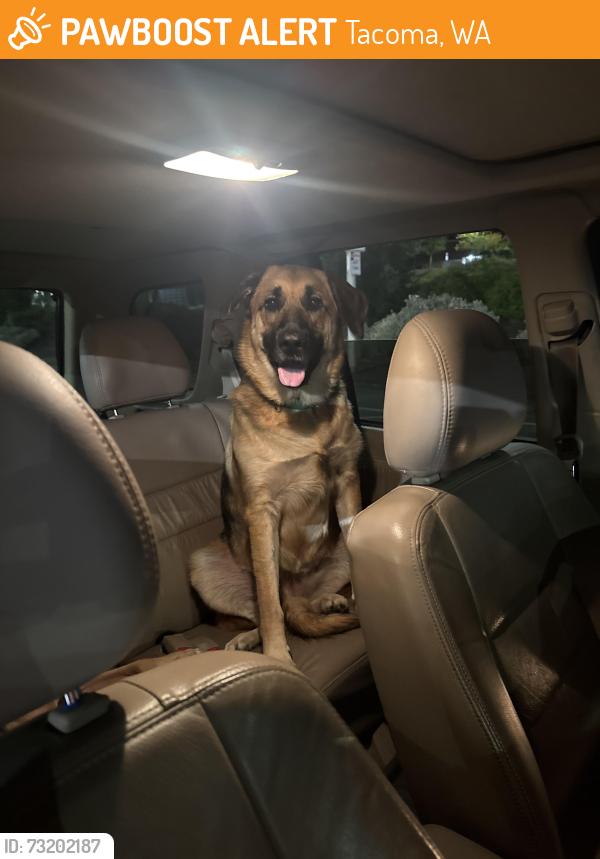 Found/Stray Unknown Dog last seen TCC, Tacoma, WA 98466