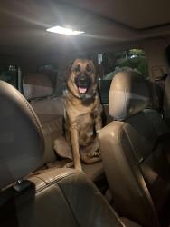 Found/Stray Unknown Dog last seen TCC, Tacoma, WA 98466