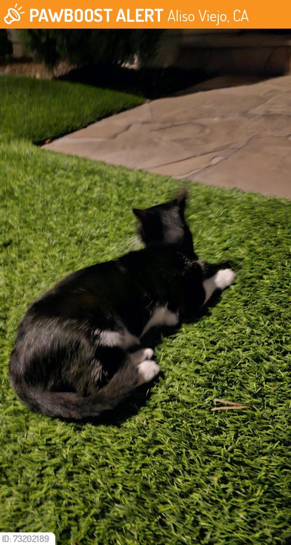 Surrendered Female Cat last seen Monstad st and Duray Ct, Aliso Viejo, CA 92656