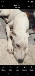 Reunited Male Dog last seen 44th street and foothills blvd, Fortuna Foothills, AZ 85367