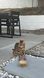 Found/Stray Unknown Cat last seen West sepulveda blvd, Carson, CA 90745