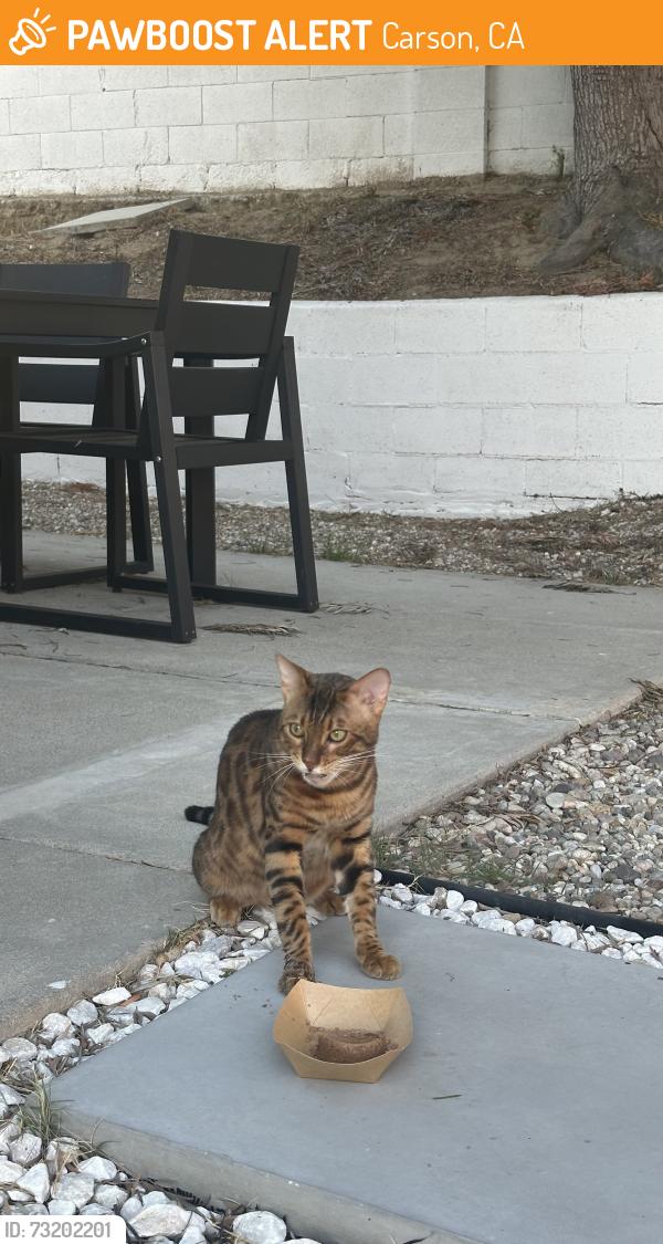 Found/Stray Unknown Cat last seen West sepulveda blvd, Carson, CA 90745