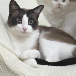 Lost Male Cat last seen SE 148th ave and SE Duke ST, Portland, OR 97236