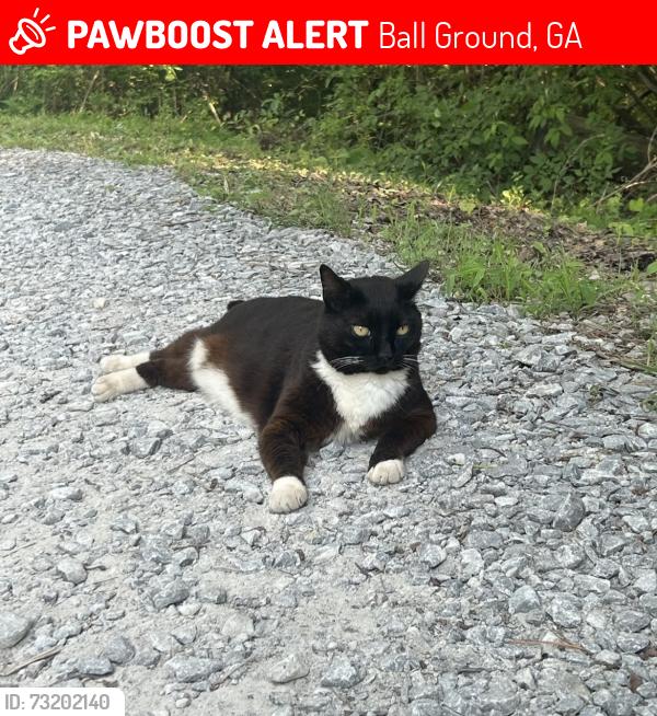 Lost Female Cat last seen Conns Creek Rd, Ball Ground, GA, Ball Ground, GA 30107