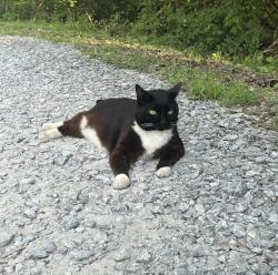 Lost Female Cat last seen Conns Creek Rd, Ball Ground, GA, Ball Ground, GA 30107