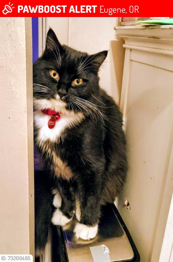 Lost Male Cat last seen Echo Hollow and barger., Eugene, OR 97402