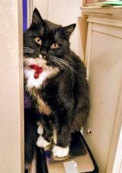 Lost Male Cat last seen Echo Hollow and barger., Eugene, OR 97402