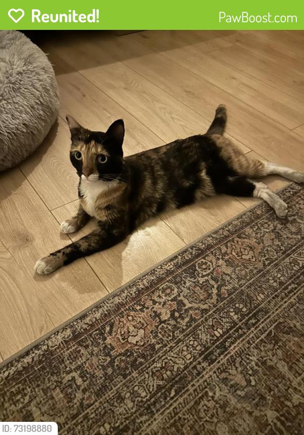 Reunited Female Cat last seen Cross streets are Califa and Murietta along with Oxnard and Hazeltine in valley Glen/ van nuys, Los Angeles, CA 91401