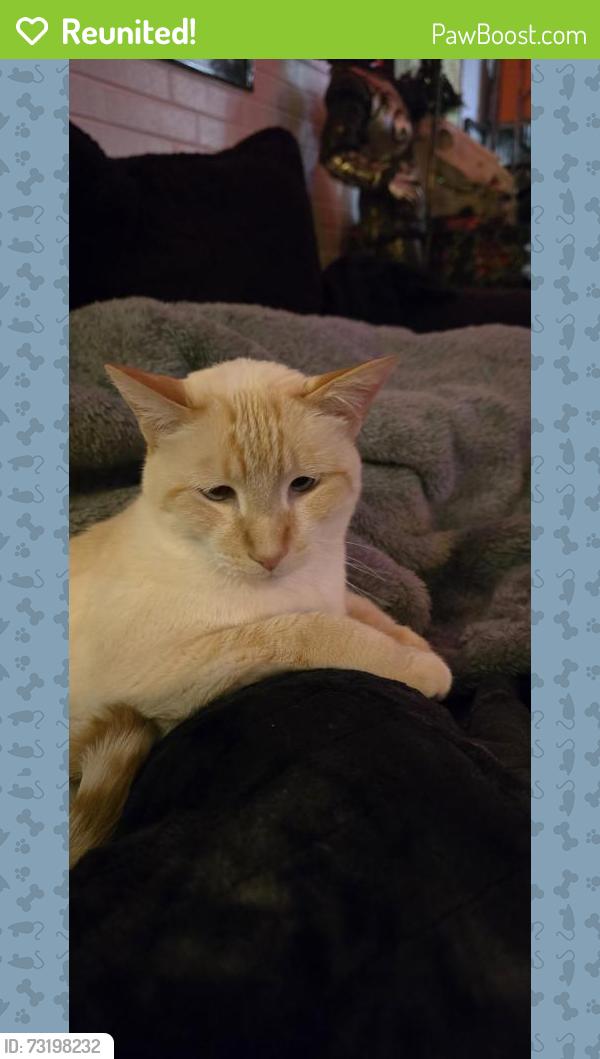 Reunited Male Cat last seen Clermont street and evans, Denver, CO 80222