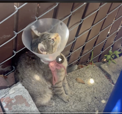 Reunited Female Cat last seen Corner of Pacific and Williams, San Leandro, CA 94577