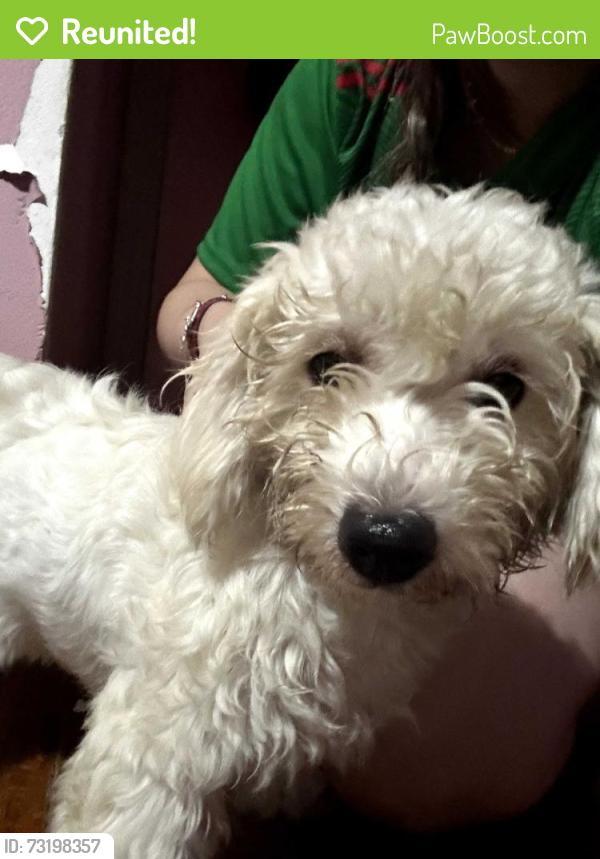 Reunited Female Dog last seen Miami Rd, Pasadena, TX 77502, EE. UU., Pasadena, TX 77502
