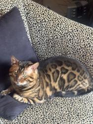 Reunited Male Cat last seen Bridgeview and Topeka, San Francisco, CA 94124