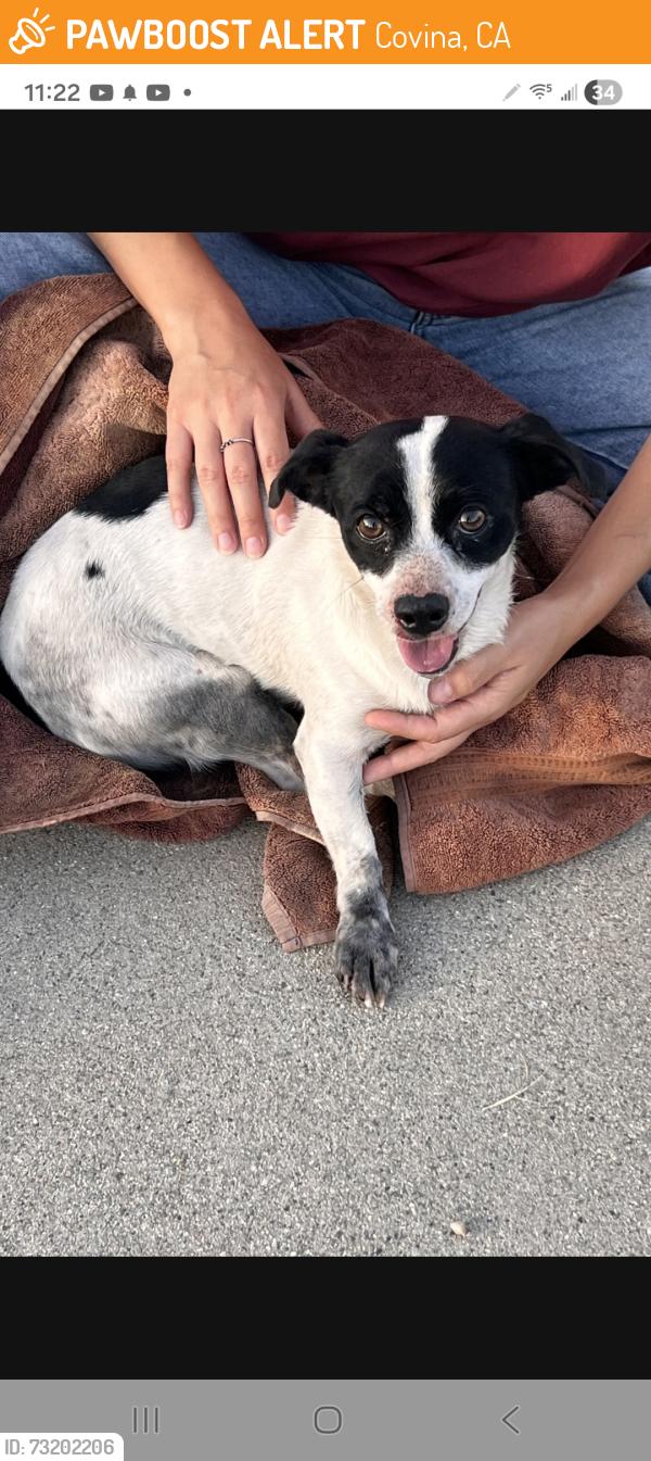 Found/Stray Male Dog last seen Near Grand Ave & Cypress St. or Covina Blvd., Covina, CA 91723