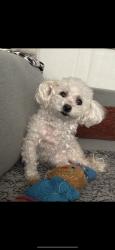 Reunited Female Dog last seen Near W 216th St, Torrance, CA 90501, USA, Torrance, CA 90501