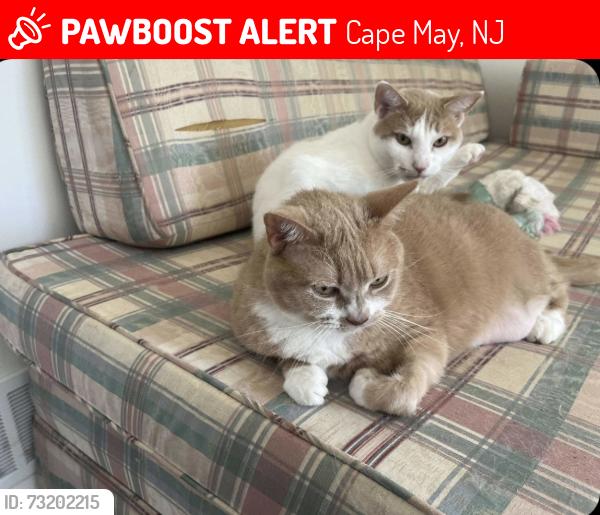 Lost Male Cat last seen Lobster hse, Cape May, NJ 08204