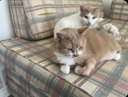 Lost Male Cat last seen Lobster hse, Cape May, NJ 08204