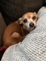 Reunited Female Dog last seen Harrison Ave between E Weldon and E Cambridge, Fresno, CA 93704
