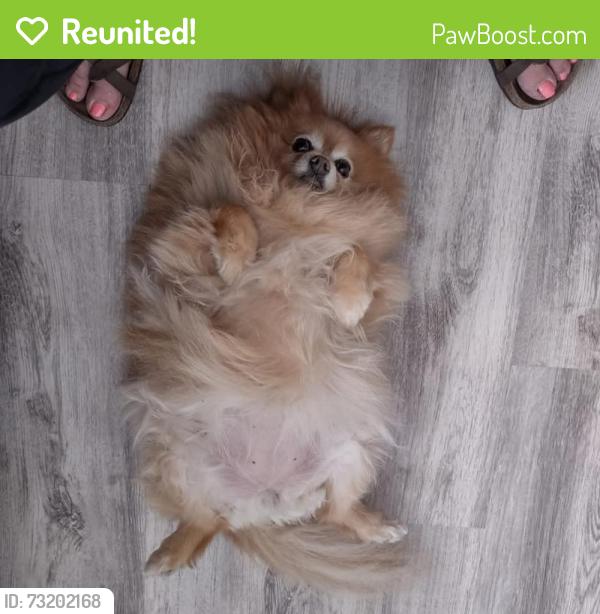 Reunited Female Dog last seen Coulston ct roseville 95747, Roseville, CA 95747