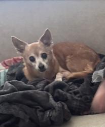 Reunited Female Dog last seen Hamilton K8 School, Fresno, CA 93704