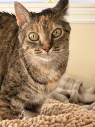 Reunited Female Cat last seen Brickell St SE, Palm Bay, FL 32909
