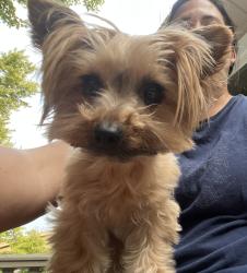 Reunited Female Dog last seen Carlisle, Youngstown, OH 44511