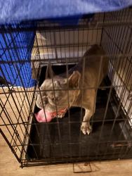 Reunited Female Dog last seen Four seasons dr, Elk Grove, CA 95624