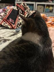 Reunited Female Cat last seen Near Bungalow Street, Maryville, TN 37801