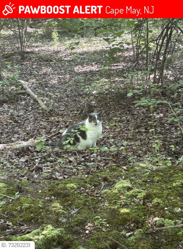 Lost Female Cat last seen The lobster hse, Cape May, NJ 08204