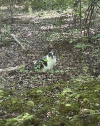 Lost Female Cat last seen The lobster hse, Cape May, NJ 08204