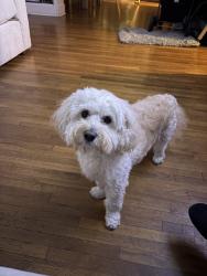 Reunited Male Dog last seen Near S Western Ave, Los Angeles, CA 90047, USA, Los Angeles, CA 90047
