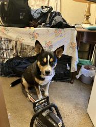 Lost Male Dog last seen Road junction, Morristown, TN 37813
