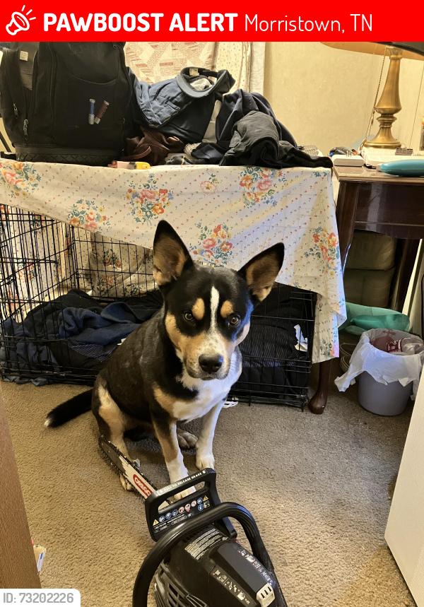 Lost Male Dog last seen Road junction, Morristown, TN 37813