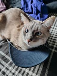 Lost Male Cat last seen Buckley and Mansfield, Aurora, CO 80013