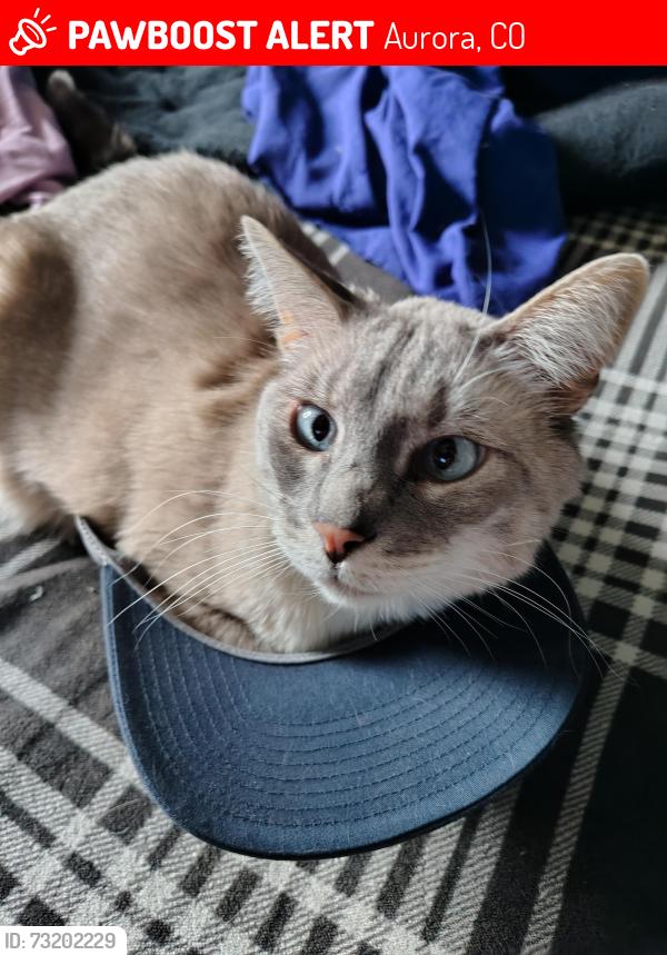 Lost Male Cat last seen Buckley and Mansfield, Aurora, CO 80013