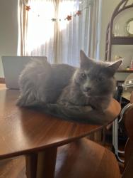 Reunited Female Cat last seen 7th alley behind MaxRPM, Bremerton, WA 98312