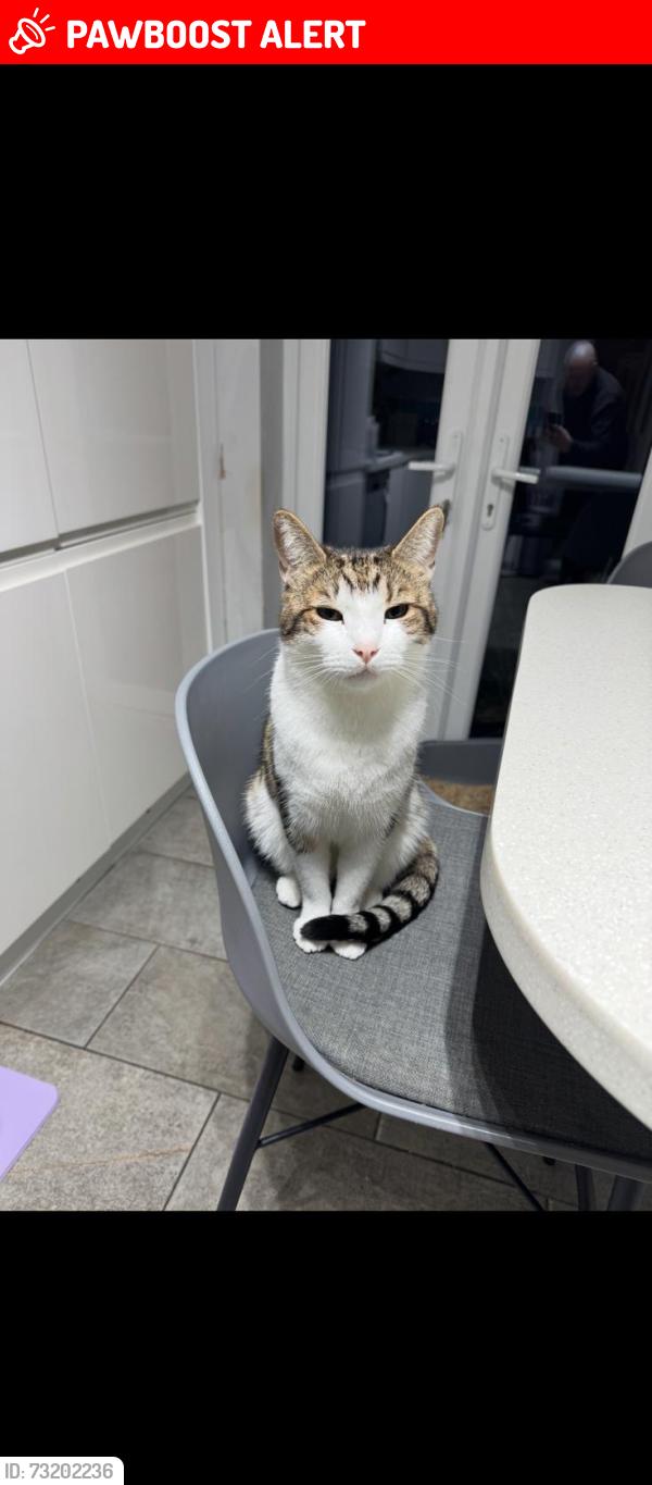 Lost Male Cat last seen Park, Royal Tunbridge Wells, England TN1 2HH