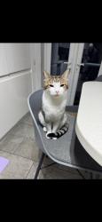 Lost Male Cat last seen Park, Royal Tunbridge Wells, England TN1 2HH