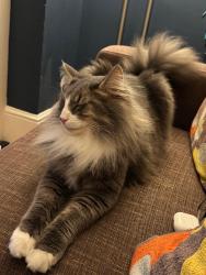 Lost Male Cat last seen Park, Royal Tunbridge Wells, England TN1 2HH
