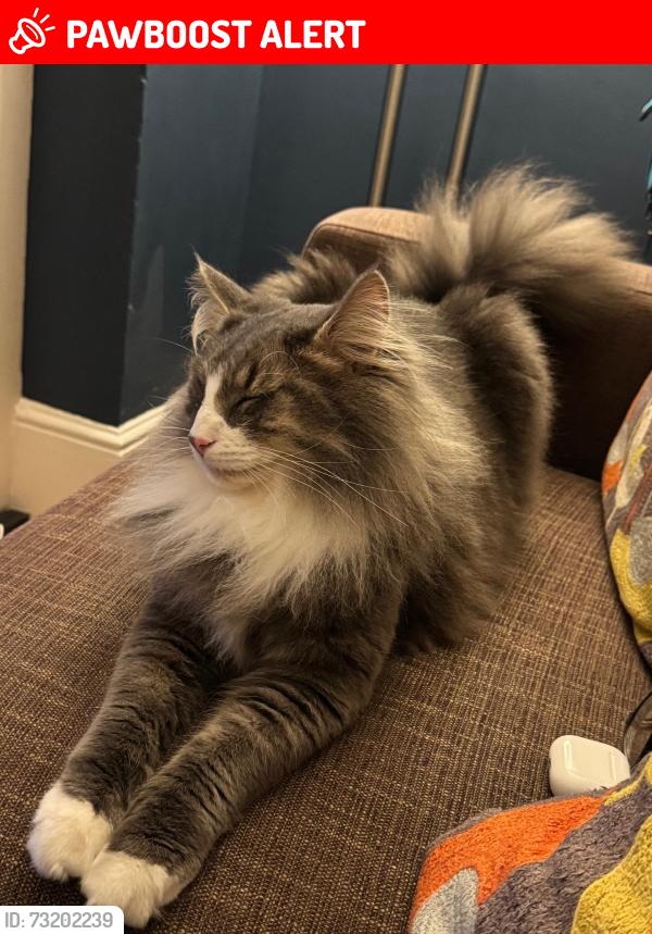 Lost Male Cat last seen Park, Royal Tunbridge Wells, England TN1 2HH
