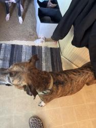 Reunited Female Dog last seen Near stone quarry rd, Greensboro, NC 27405