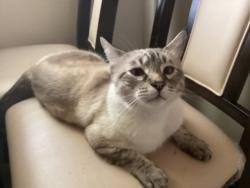 Reunited Male Cat last seen Connie, Sacramento, CA 95815