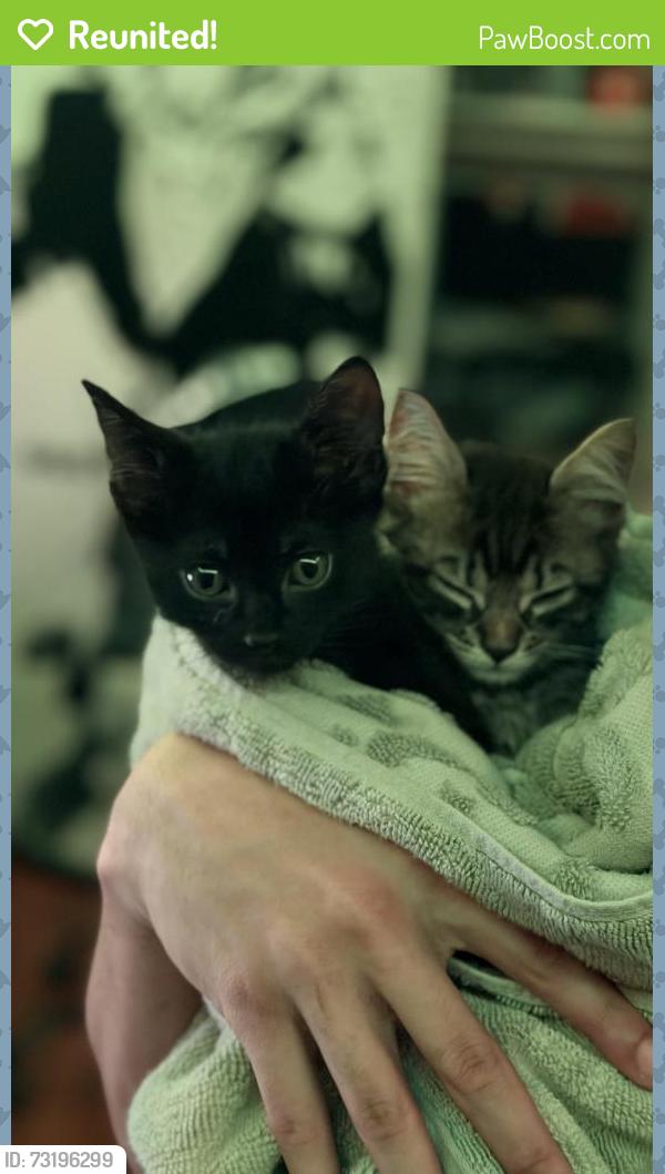 Reunited Female Cat last seen Building 410, New York, NY 10025